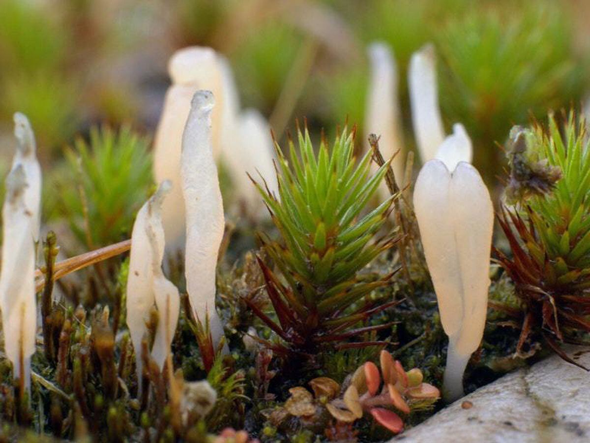 Lichen never seen before in Britain found by mountain biker | Express ...