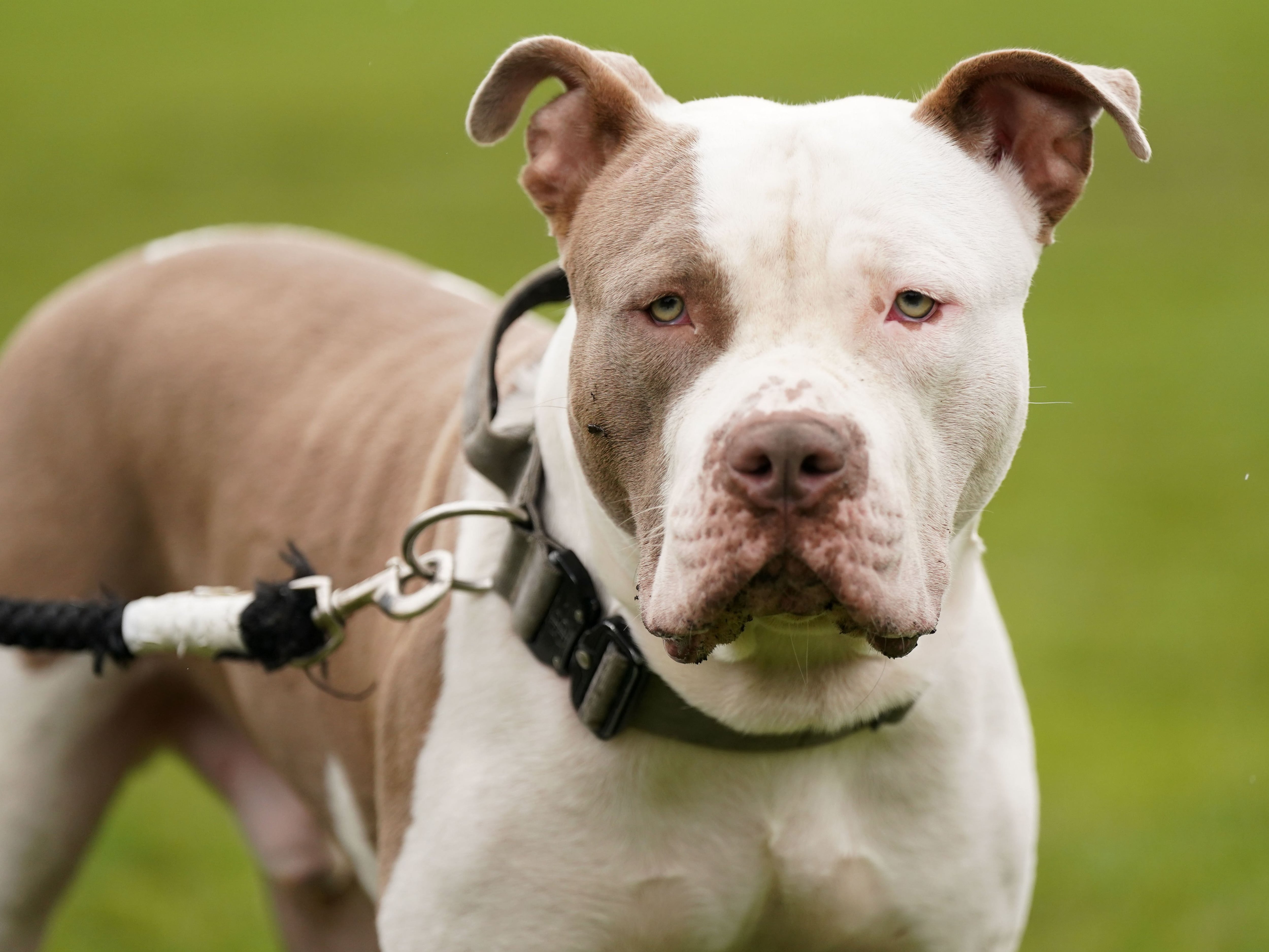 Owner of XL Bully named Karma warned dog could be destroyed unless she sticks to strict rules