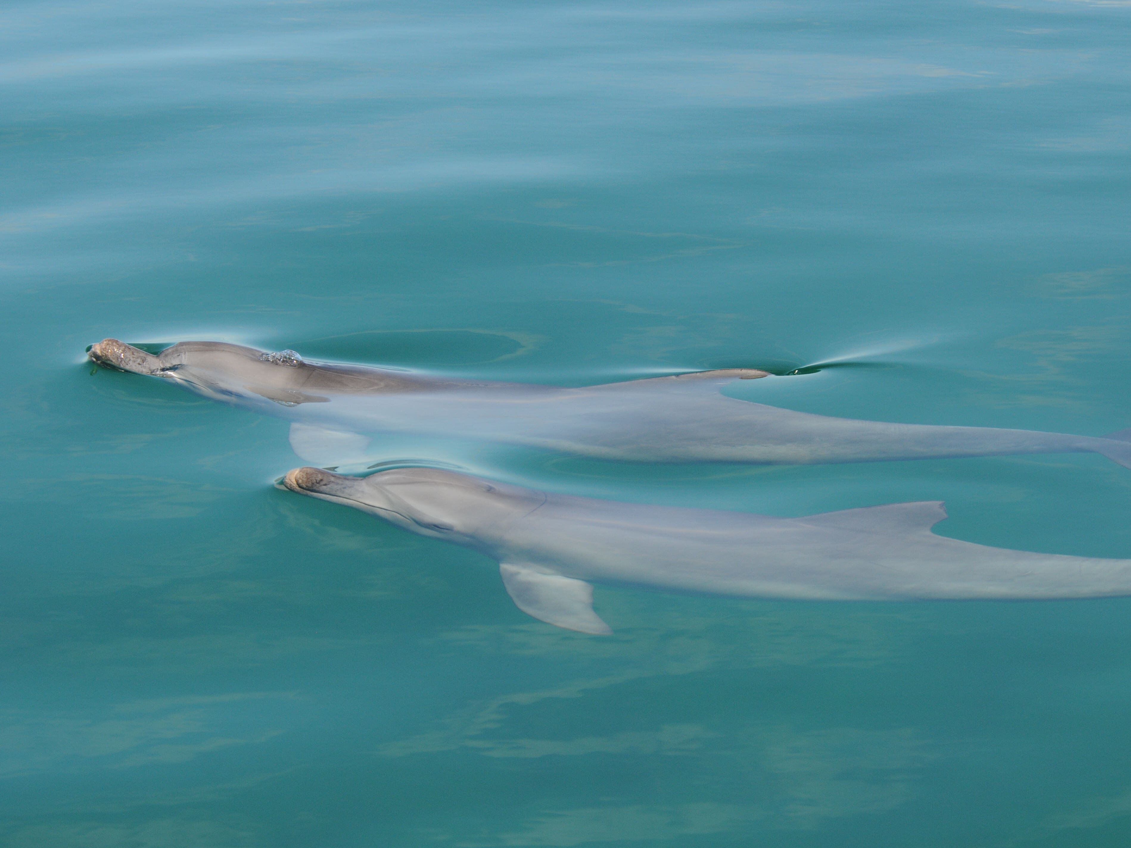 Male dolphins ‘use social play to hone mating skills years before they mature’