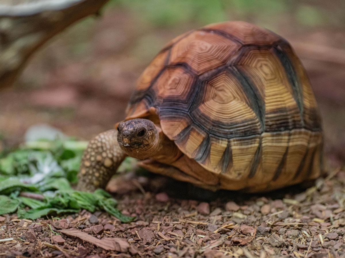 Three-legged tortoise settles into new life on wheels at zoo | Express ...