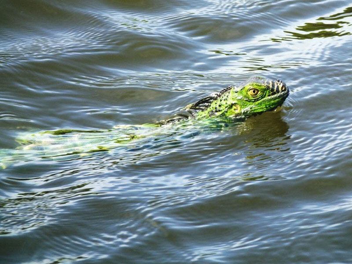 This iguana rescue is the craziest thing you’ll see today | Express & Star