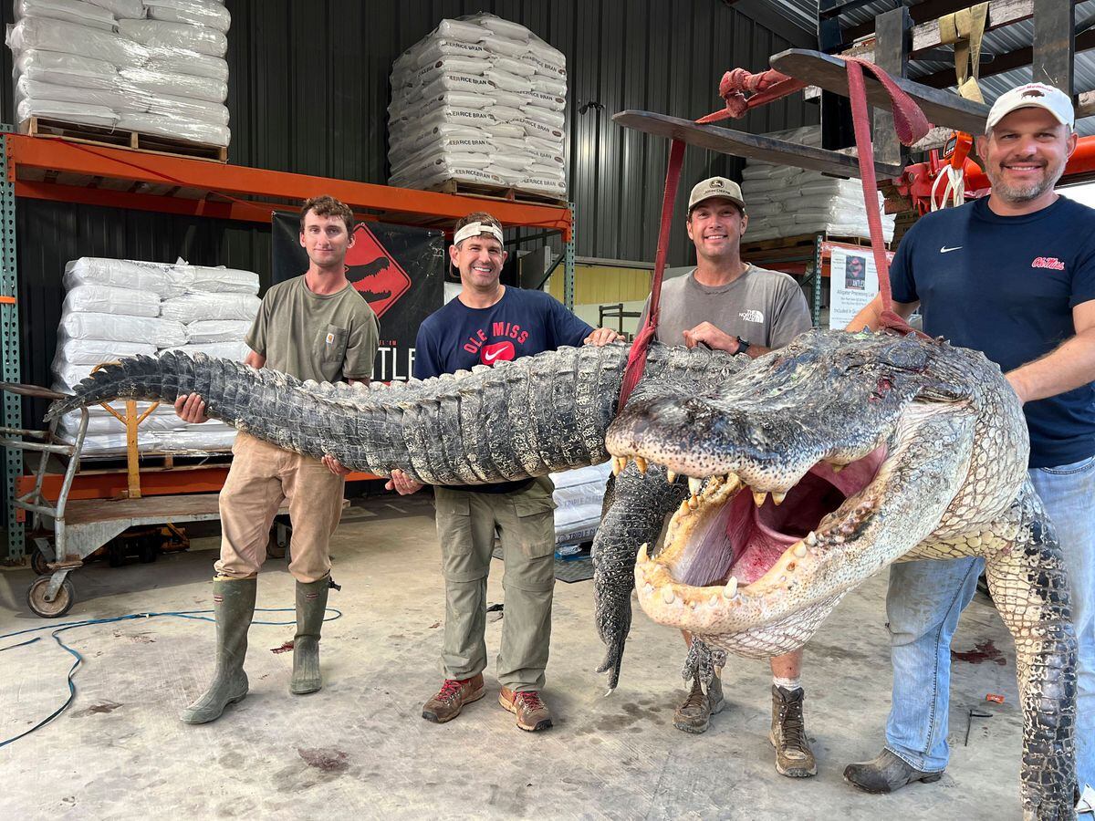 Longest Alligator In Mississippi History Captured By Hunters Express   DQZIQPIEMFHXDGS2GKYRPO24TE 