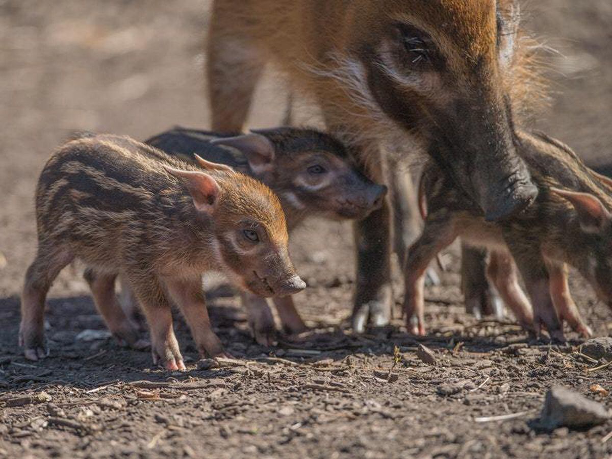 Three tiny and adorable red river hogs have been born at Chester Zoo