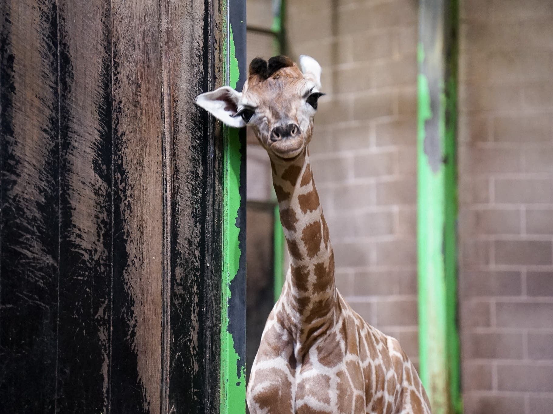 Public asked to help name zoo’s new baby giraffe