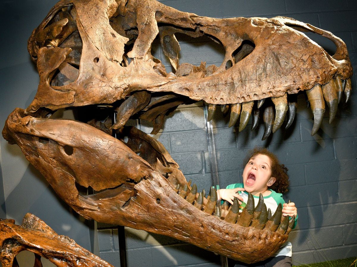 Youngsters get up-close to Dudley Museum’s most ancient artefacts ...