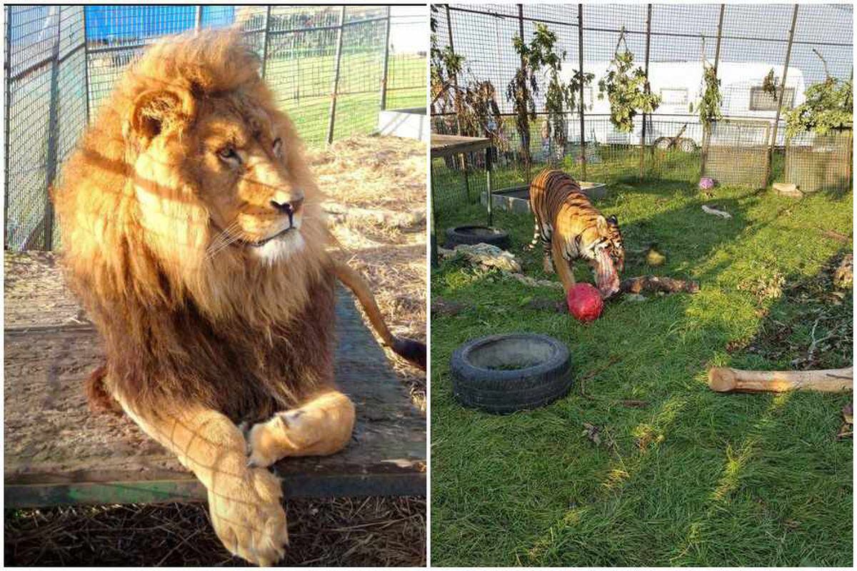 Keeper defends lion and tiger enclosures at Cannock farm | Express & Star