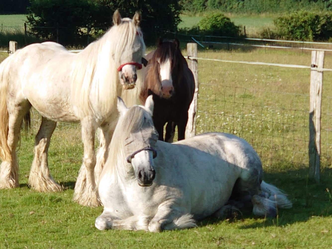 Police investigate theft of three horses from village paddock