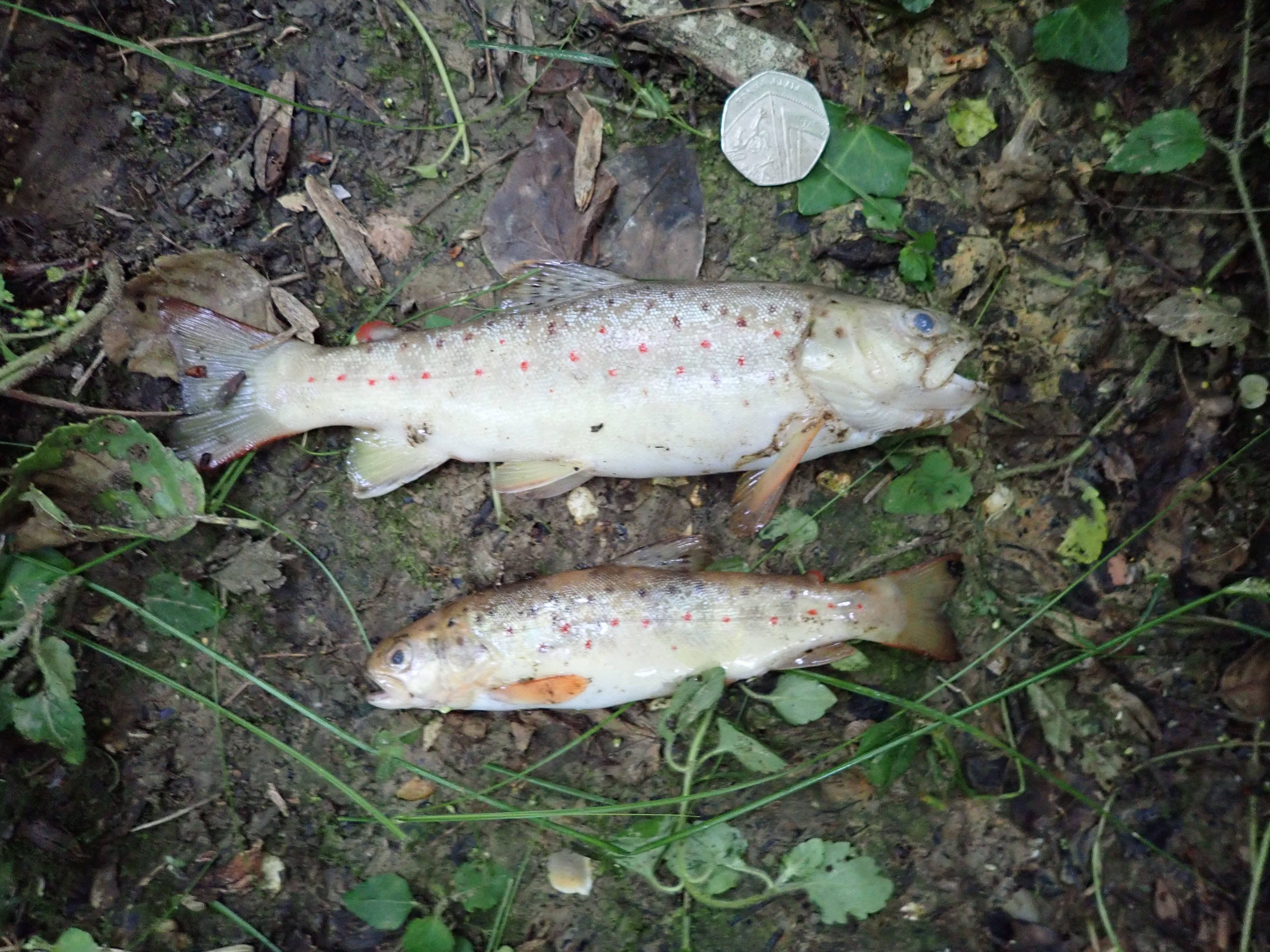 Southern Water fined £330,000 for stream pollution that killed 2,000 fish