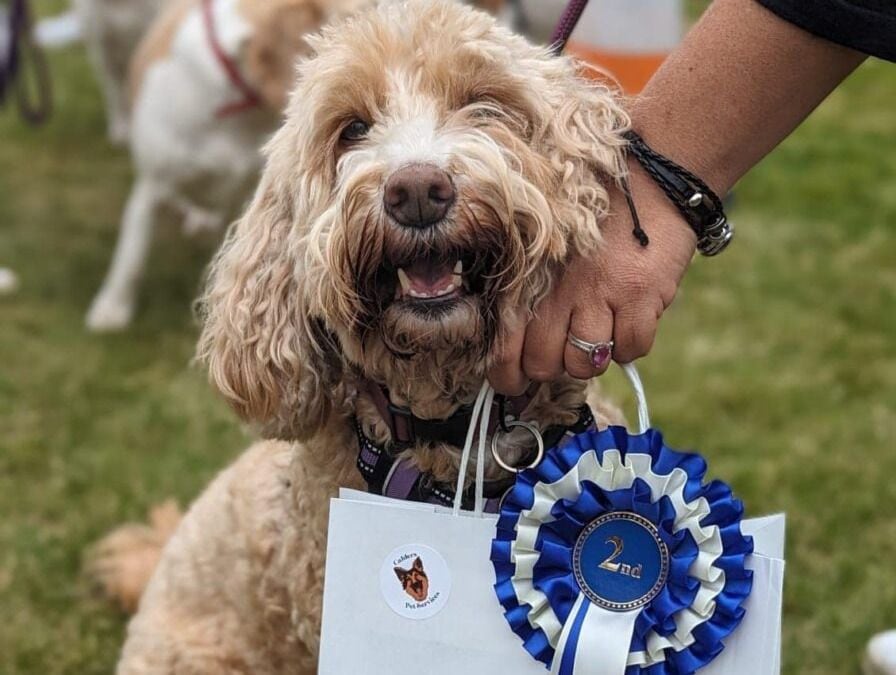 Kidderminster canines compete in care home dog show