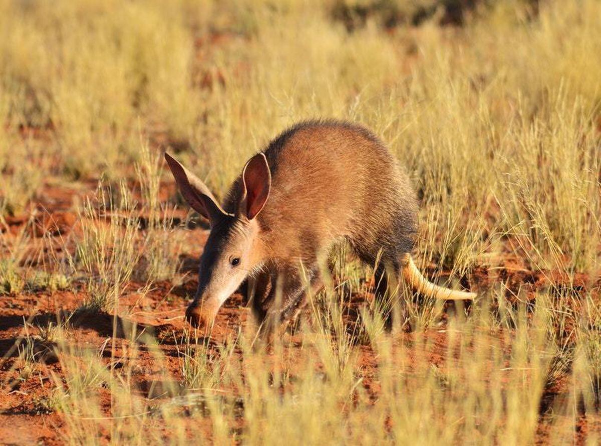 This aardvark celebrating its birthday with cake is surprisingly