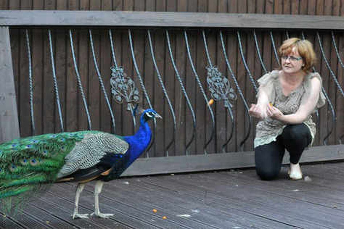 Ruffled feathers: family's peacocks annoy neighbors