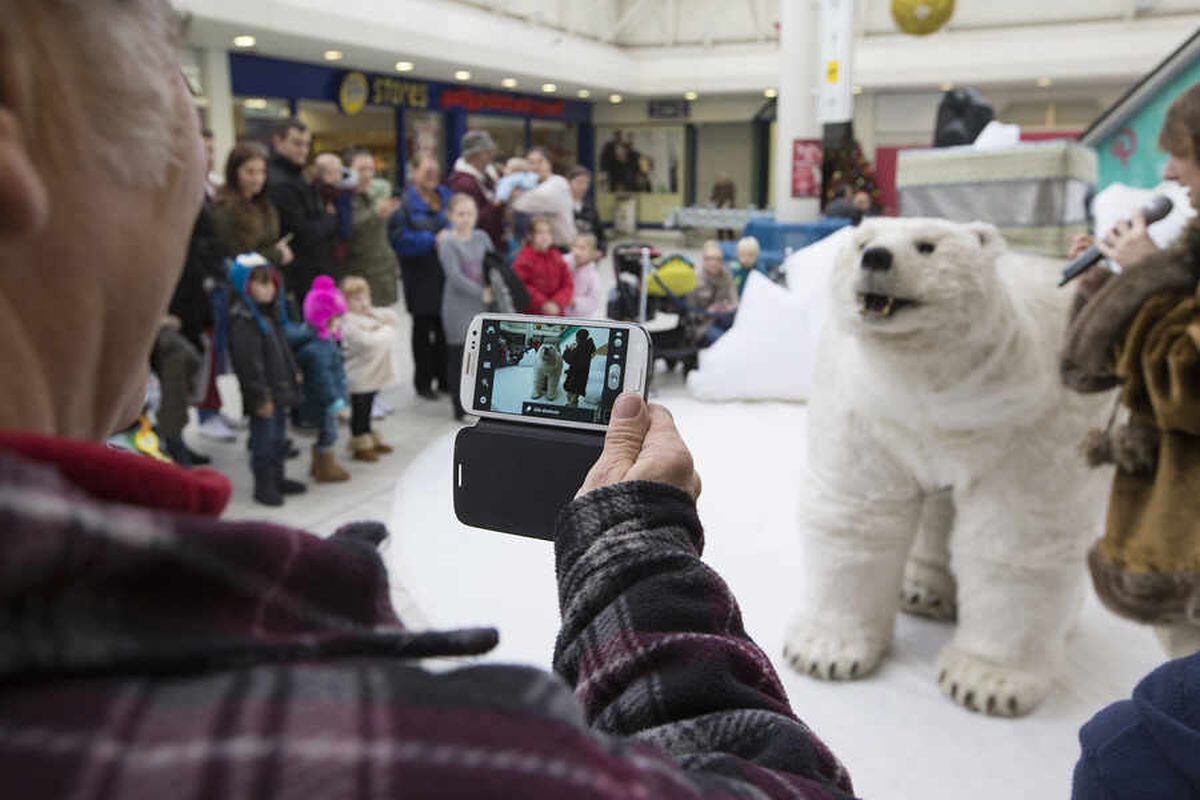 Bjorn The Animatronic Polar Bear Wows Christmas Shoppers Express And Star 