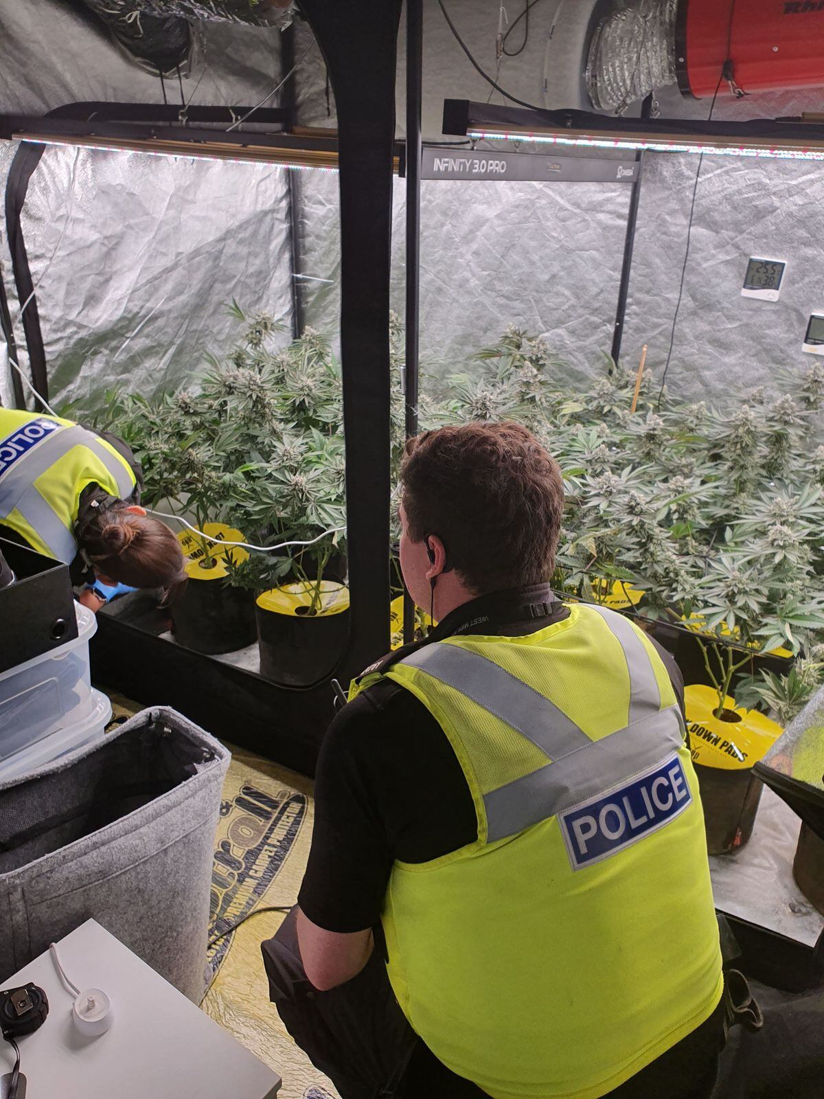 Man Arrested And Cannabis Plants Seized During Early Morning Police Raid In Halesowen Express 7956