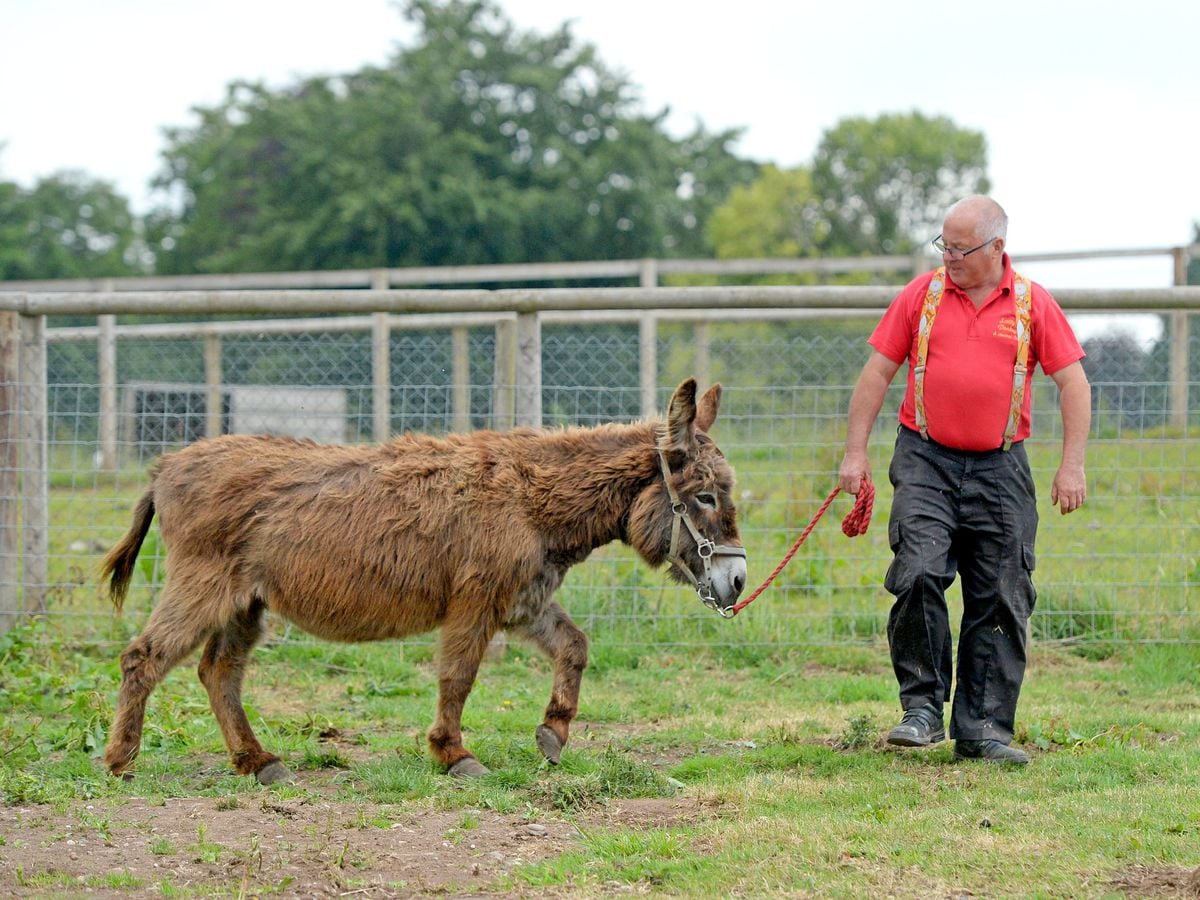 Donkey Sanctuary Closure Date Confirmed With Animals Set To Be Sold To   MF3YP4BXQZE5VJP5FOFUNPWOFM 