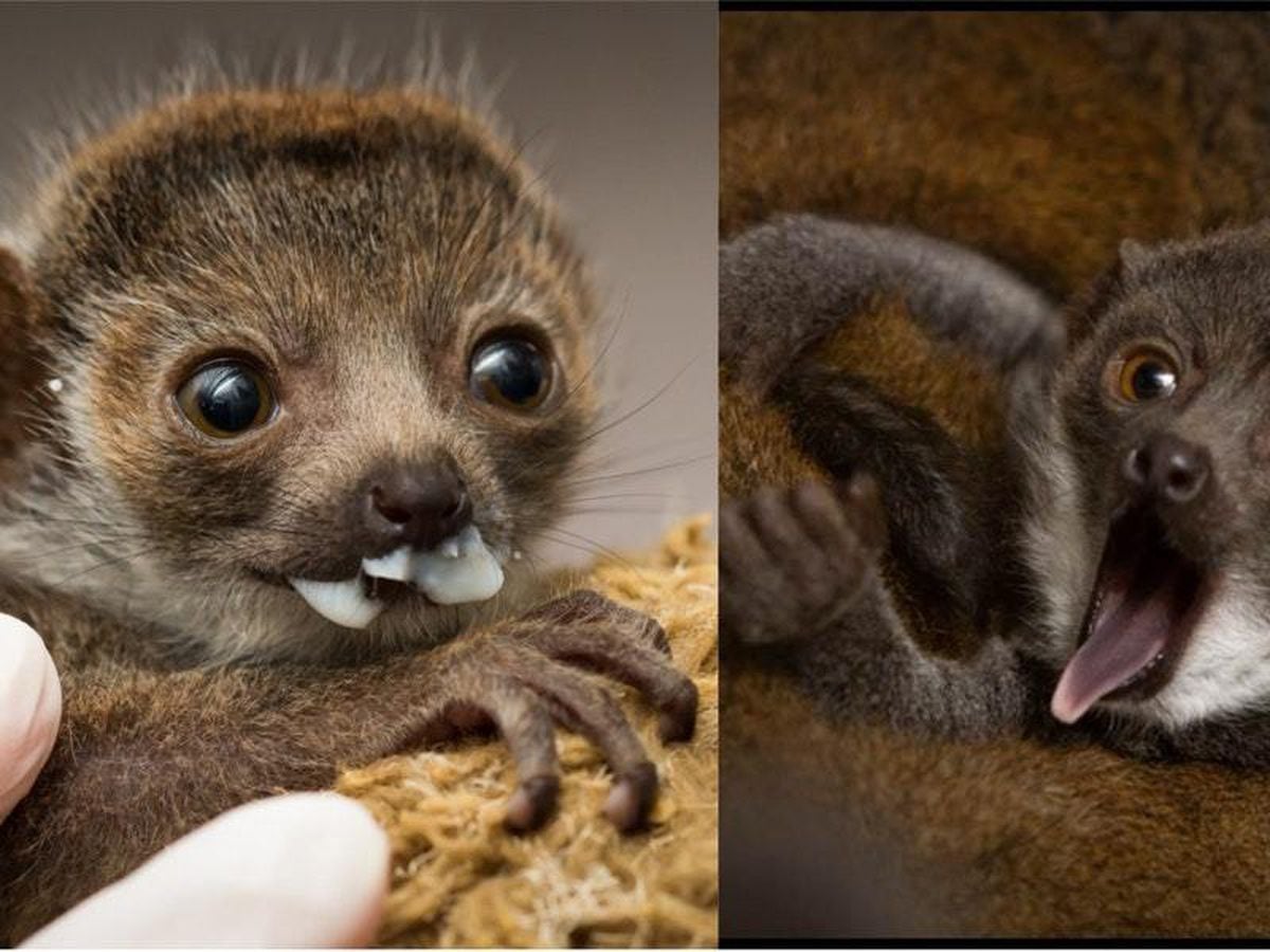 Meet Princess Buttercup The Adorable Baby Mongoose Lemur Stealing Hearts Express Star