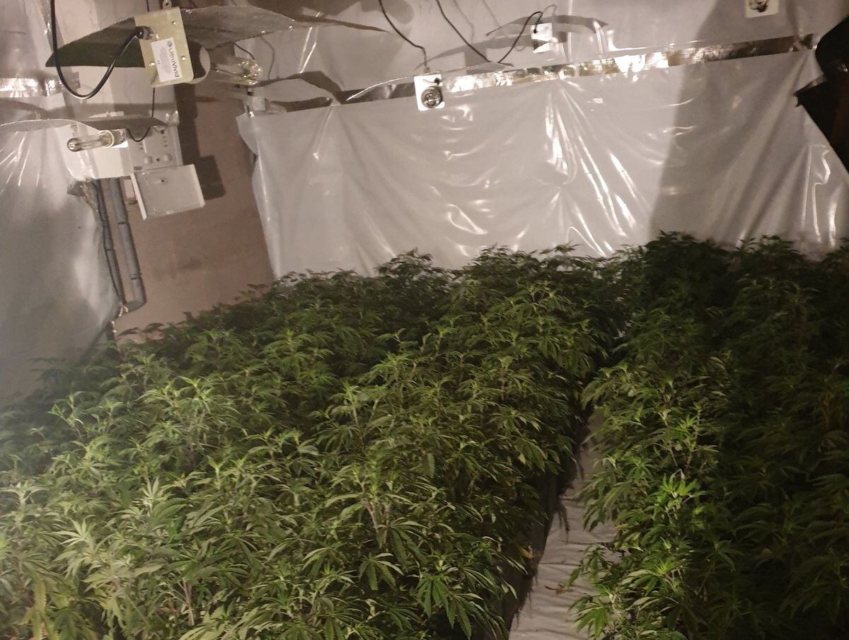 200 Cannabis Plants Seized In Darlaston Express And Star