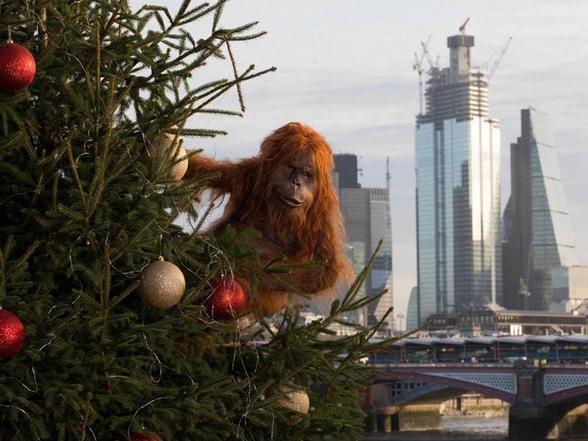 iceland orangutan teddy bear