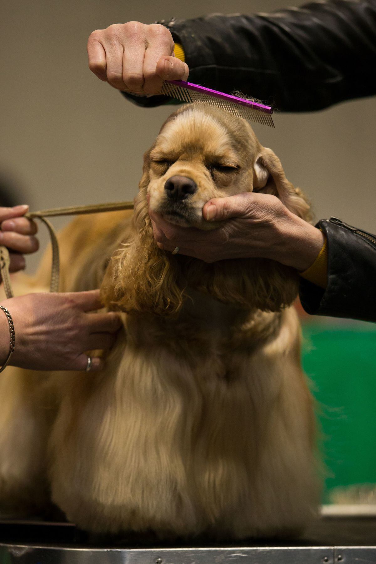 Crufts 2019: Highlights of day one at the Birmingham NEC event - with