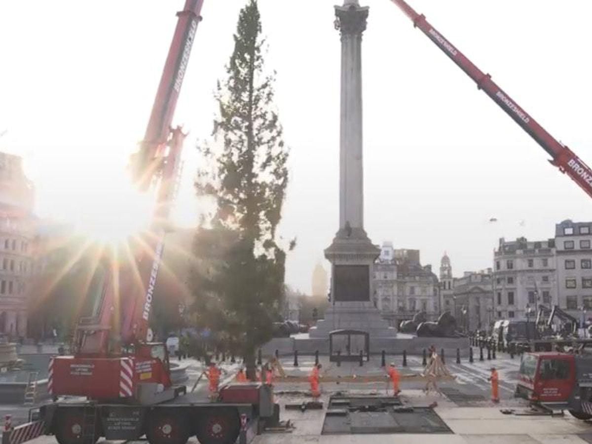 In Video: Trafalgar Square Christmas Tree Arrives | Express & Star