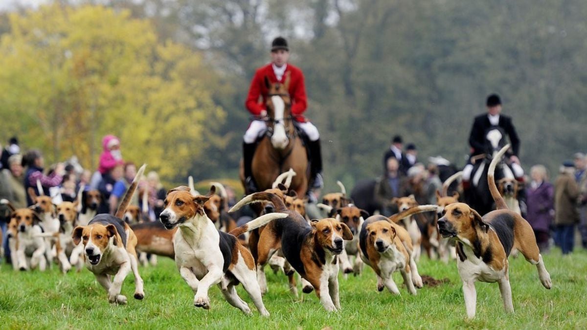 Here's everything you need to know about the fox hunting ban | Express ...