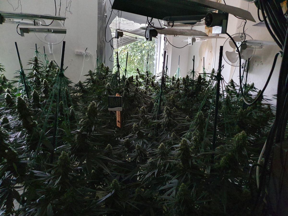 200 cannabis plants found growing in Walsall | Express & Star