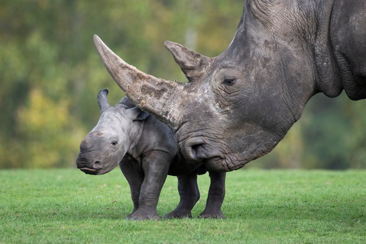 WATCH: Baby rhino Granville meets friendly giraffes on first day out ...