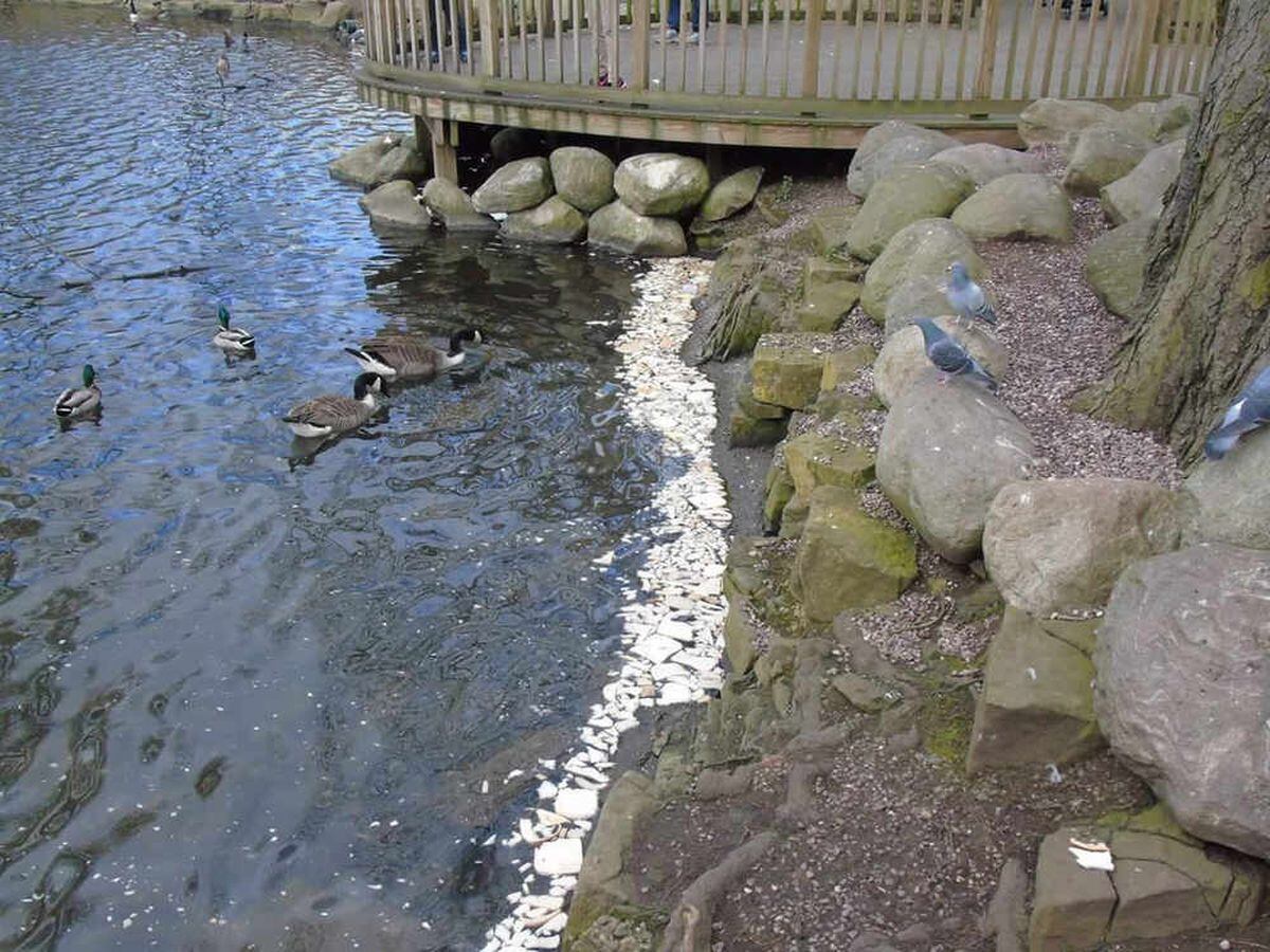 Here's Why You Shouldn't Feed Bread To The Ducks | Express & Star