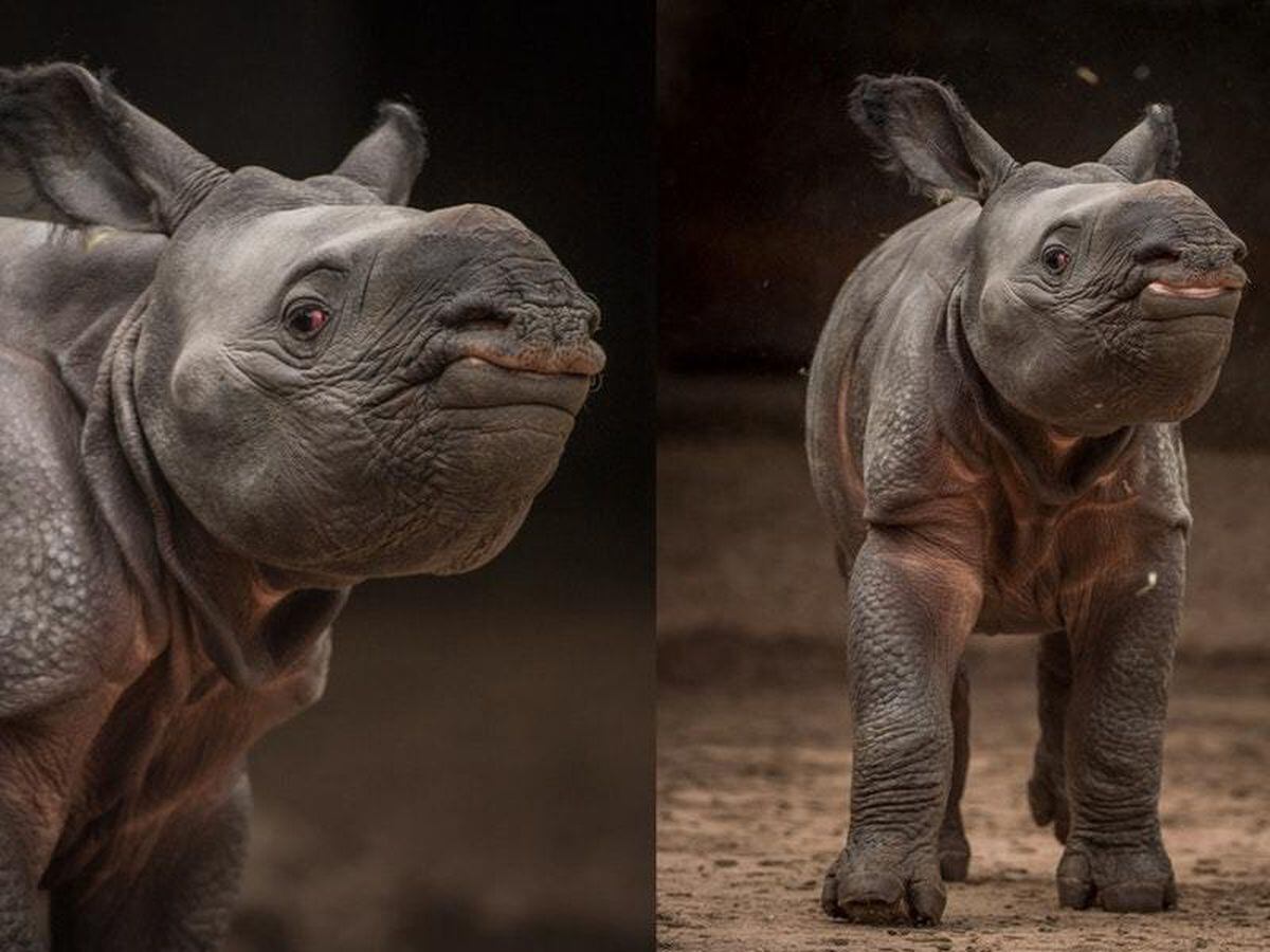 A Rare And Adorable Greater One-horned Rhino Calf Has Been Born At ...