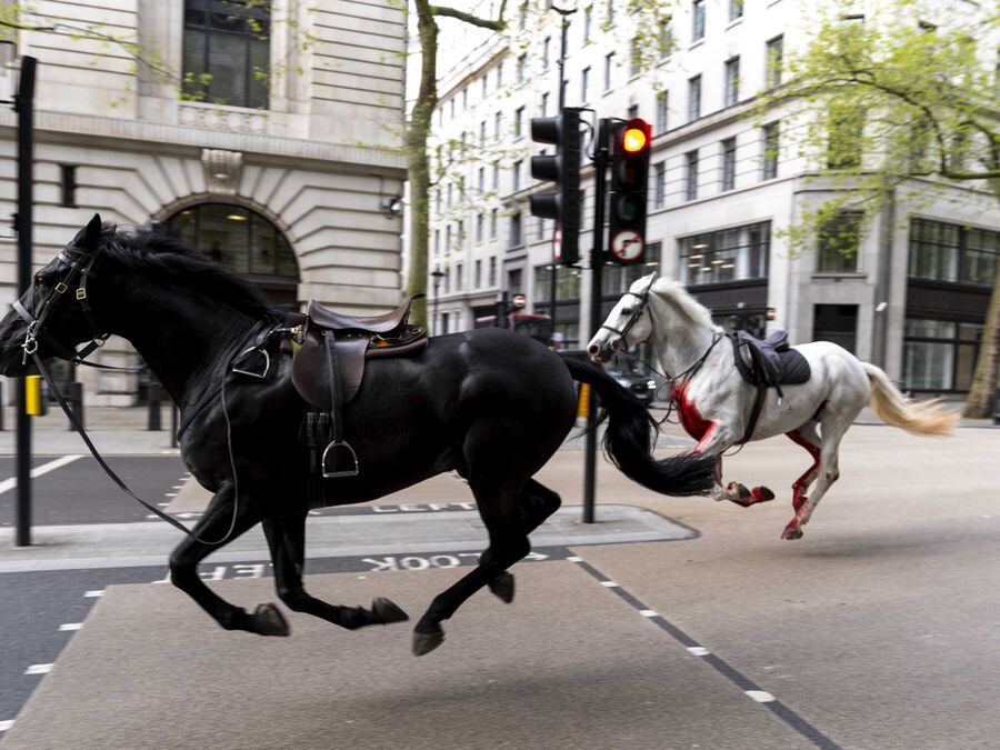 Two military horses that bolted through London ‘in full-time vet care ...