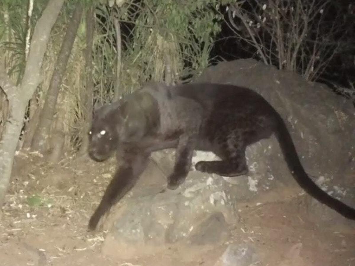 Watch rare footage of a black panther spotted in Kenya Express & Star