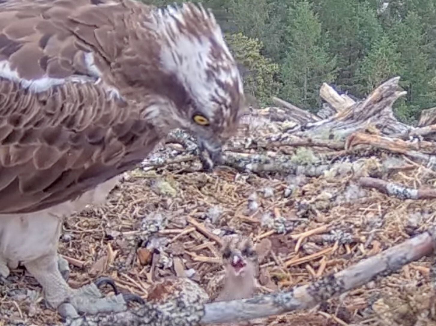 Livestream ospreys welcome first chick of the season