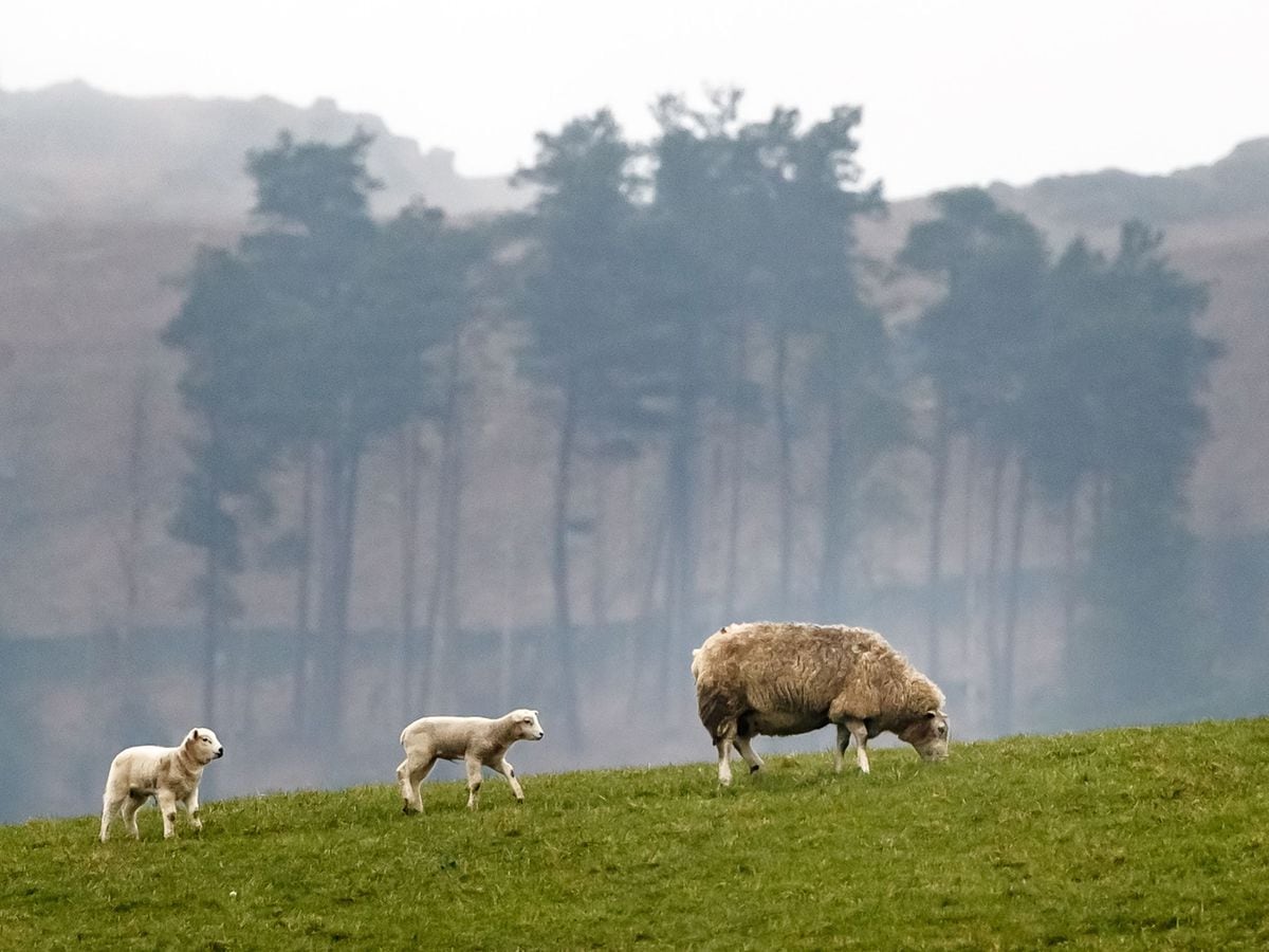 Sheep in a field