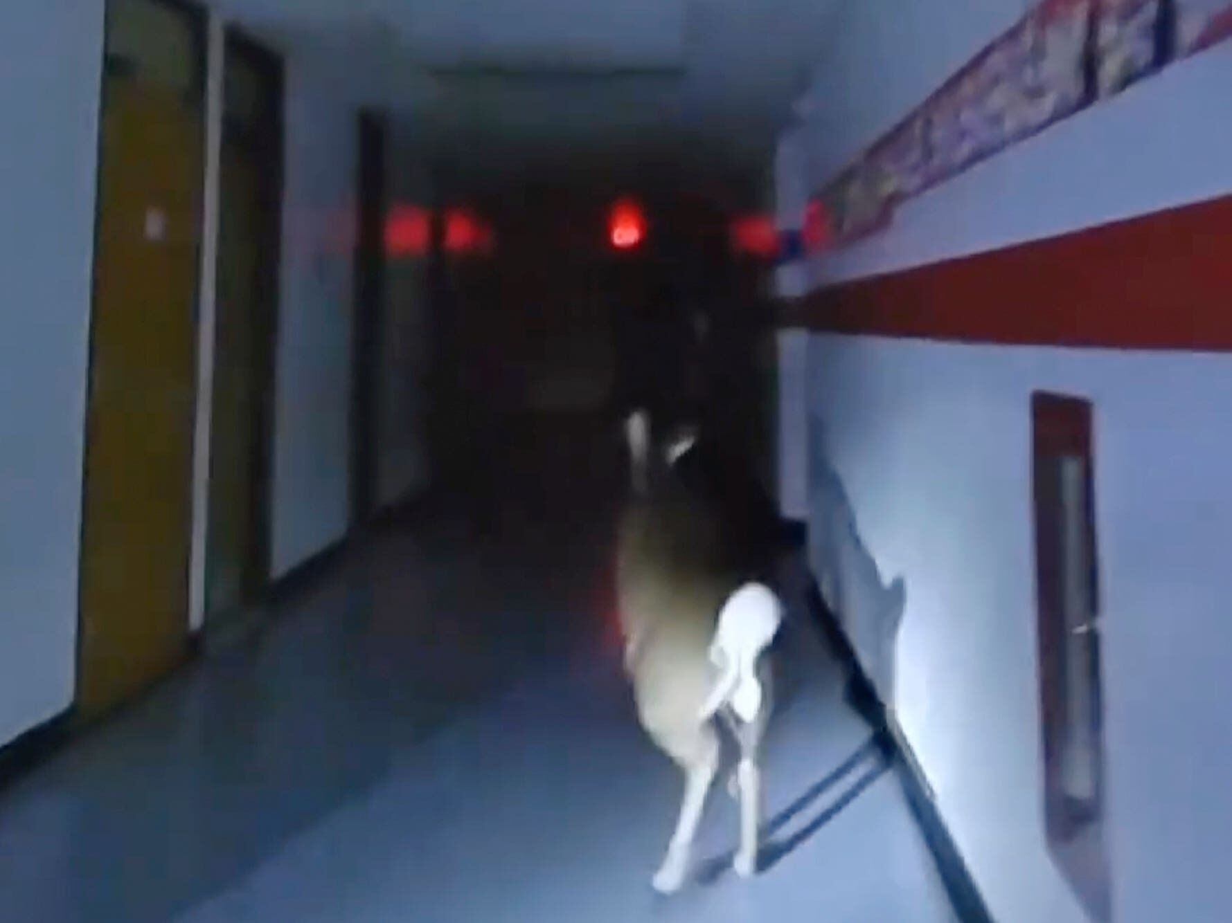Deer’s escape after breaking into US school captured on police bodycams
