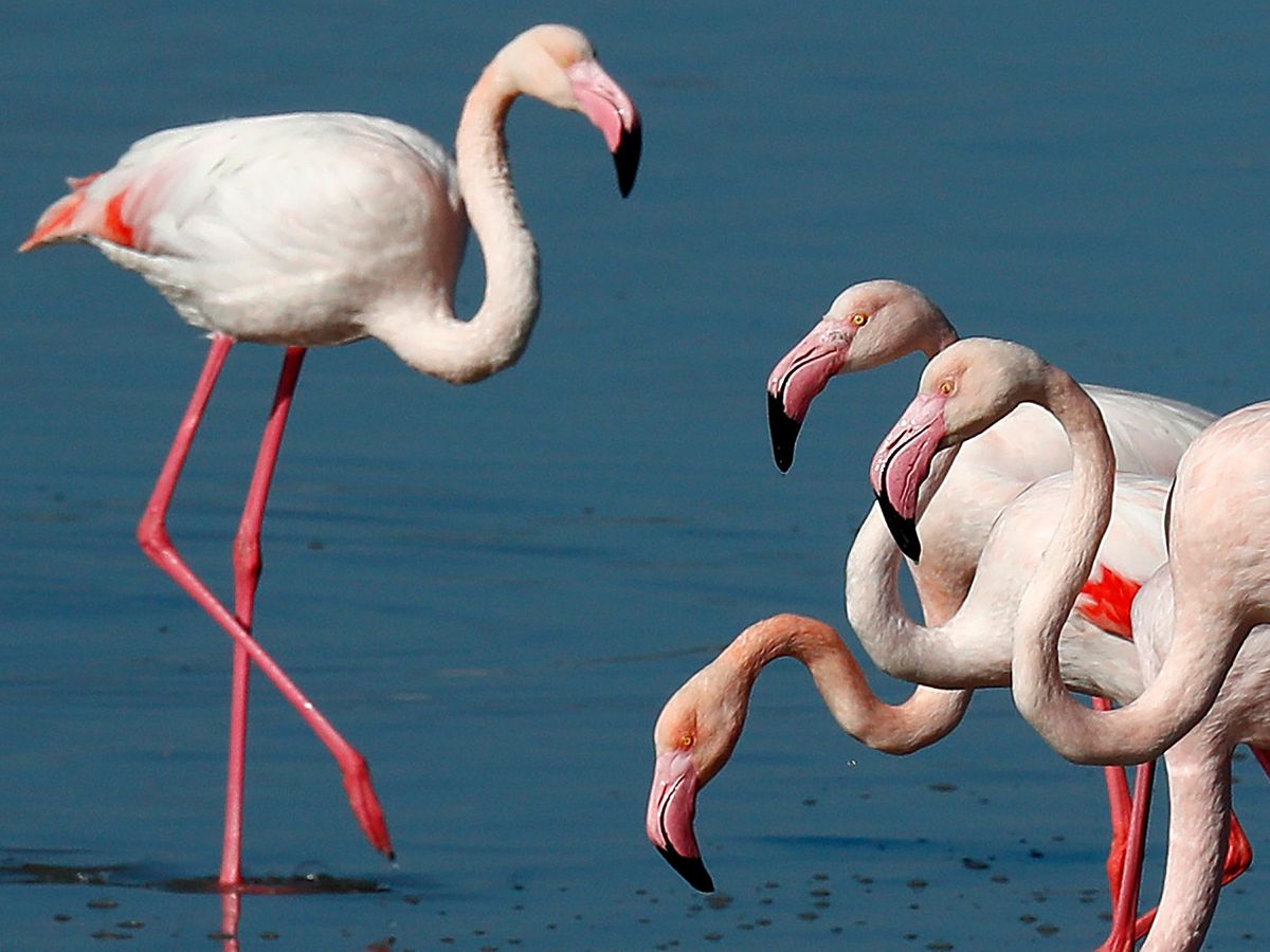 Hunters’ lead pellets threaten migrating flamingos, Cyprus