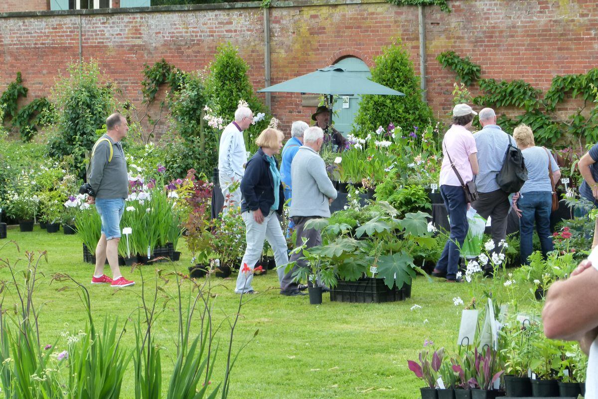 Preparing for walled garden's first plant fair in almost two years ...