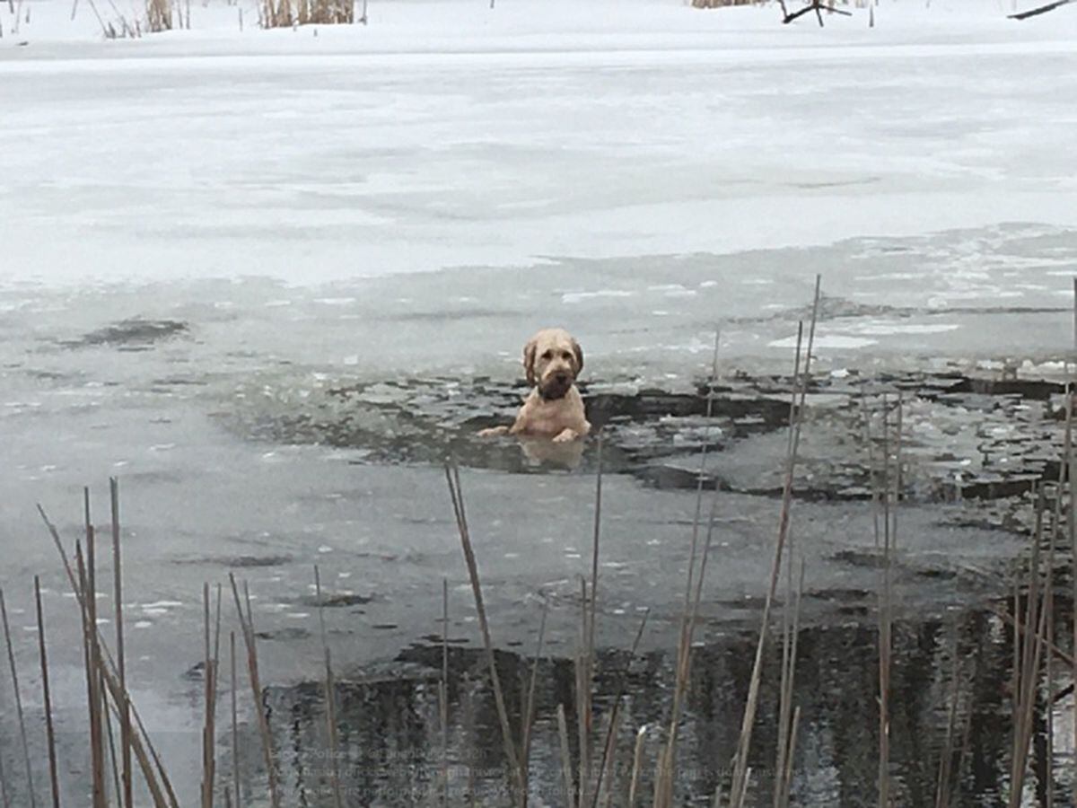 Video captures the tense moment a dog was rescued from freezing cold water | Express & Star