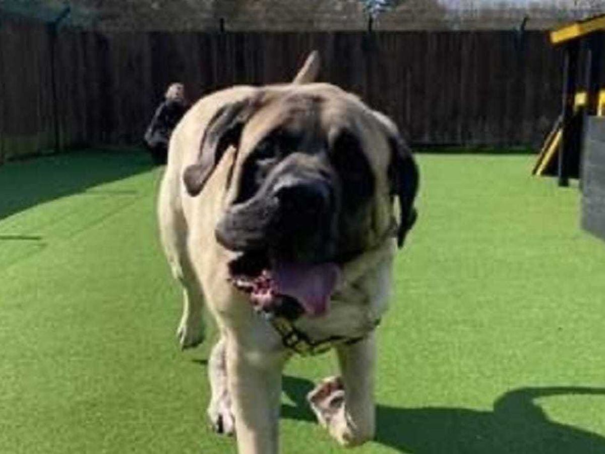 Biggest dog in the world sales english mastiff