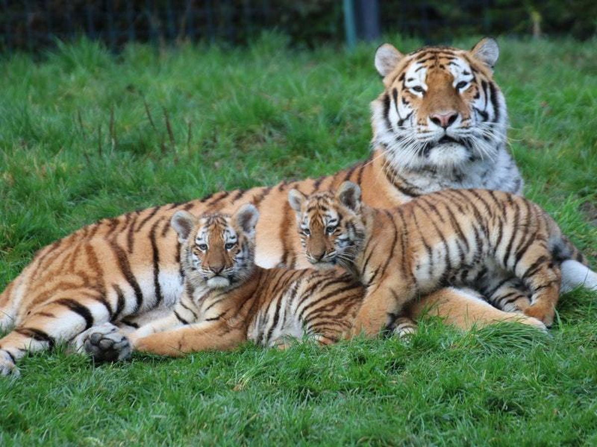 Endangered tiger cubs to get first public showing at Dublin Zoo