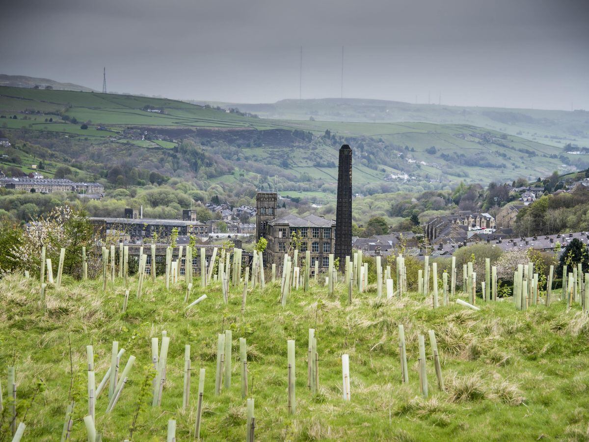 Government announces extra £3.9 million for tree planting projects