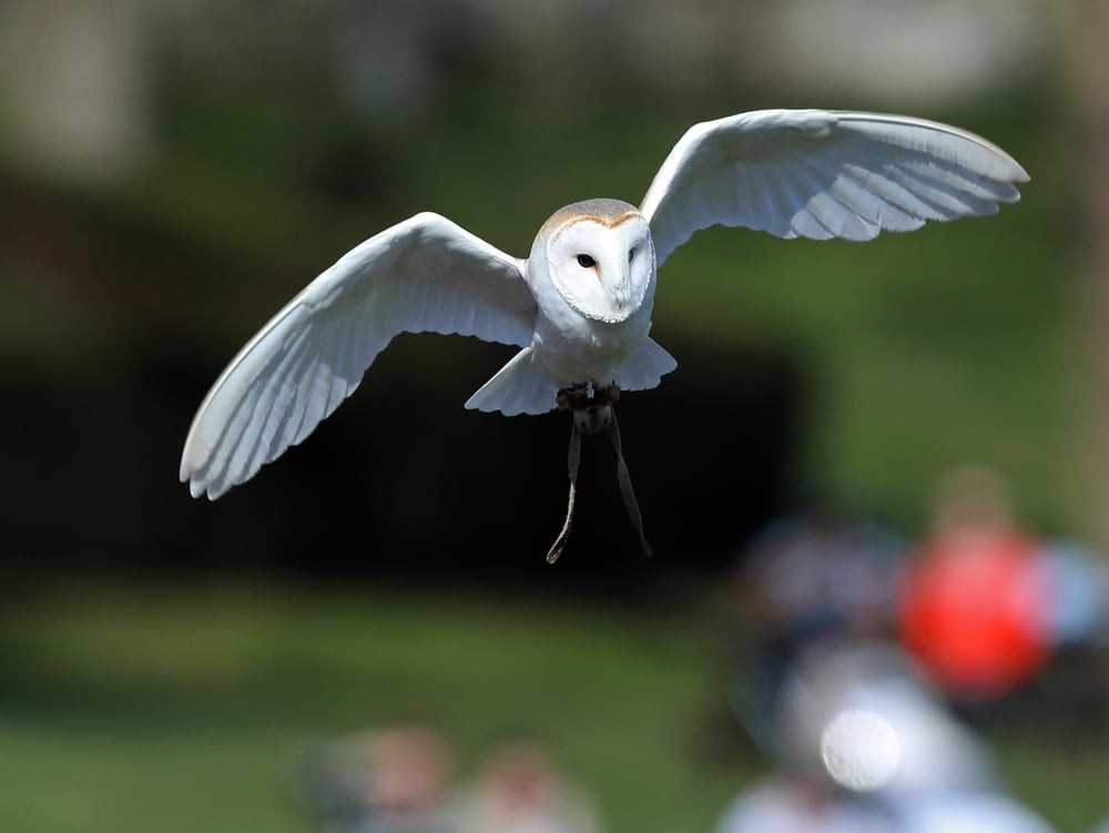 Birds Of Prey Swoop In For New Warwick Castle Show Review With