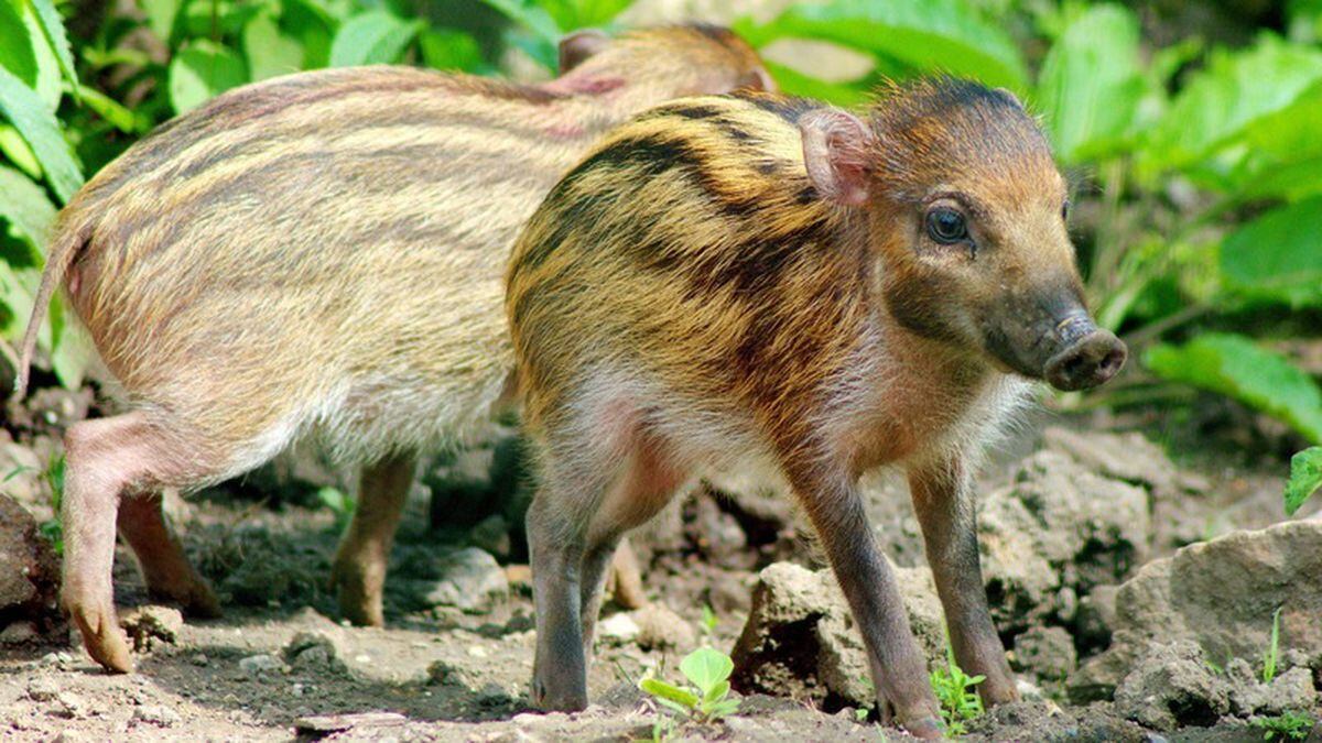 Bristol Zoo celebrates birth of four warty pigs | Express & Star