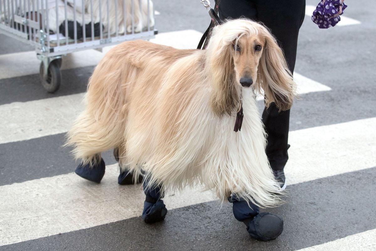 Crufts store hound day