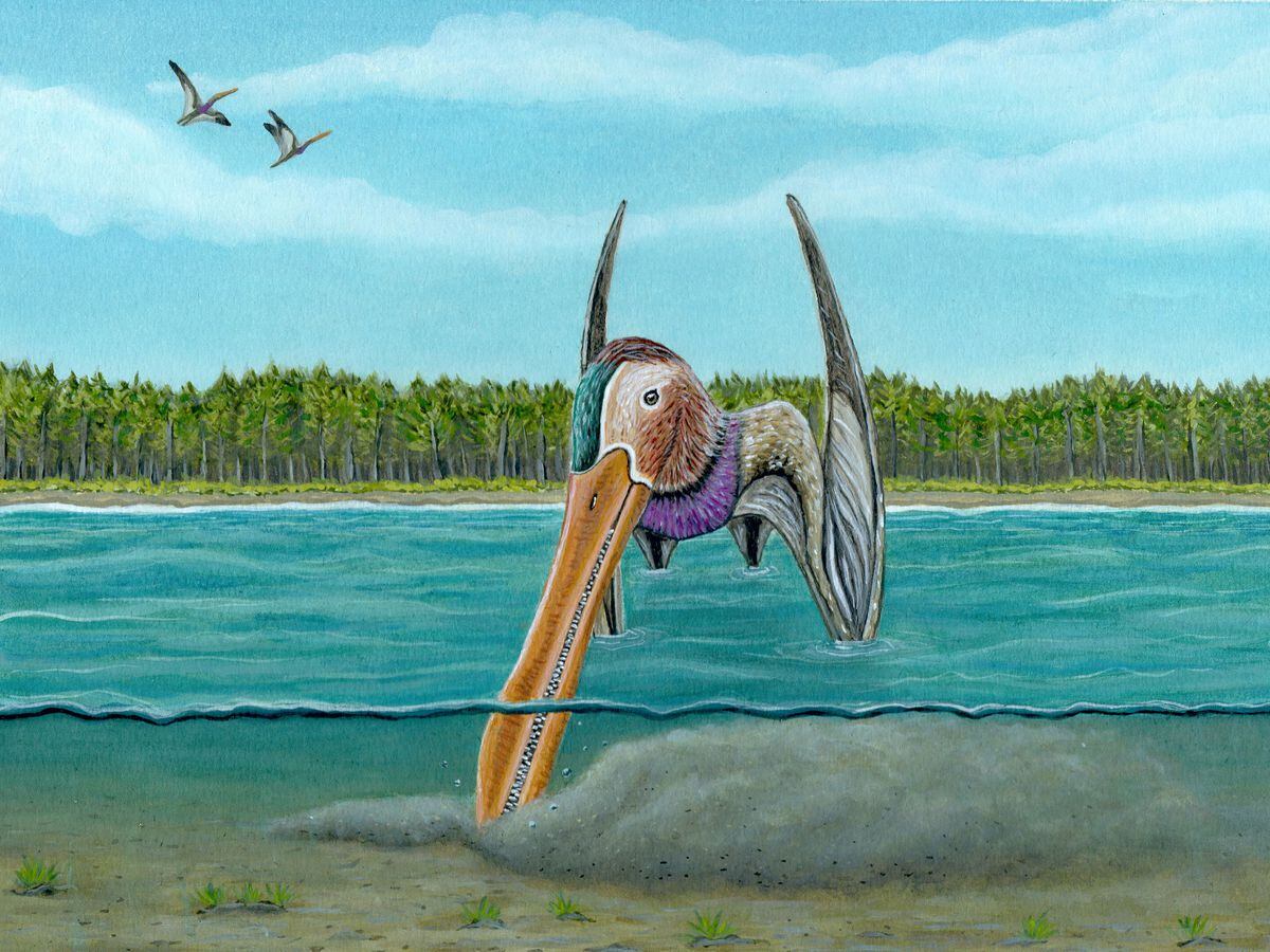 pterosaurs