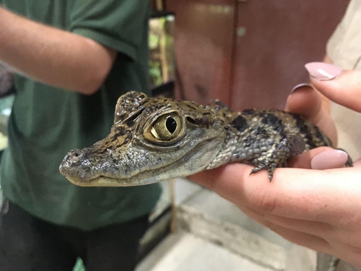 Baby boom at Halfpenny Green’s Wild Zoological Park | Express & Star