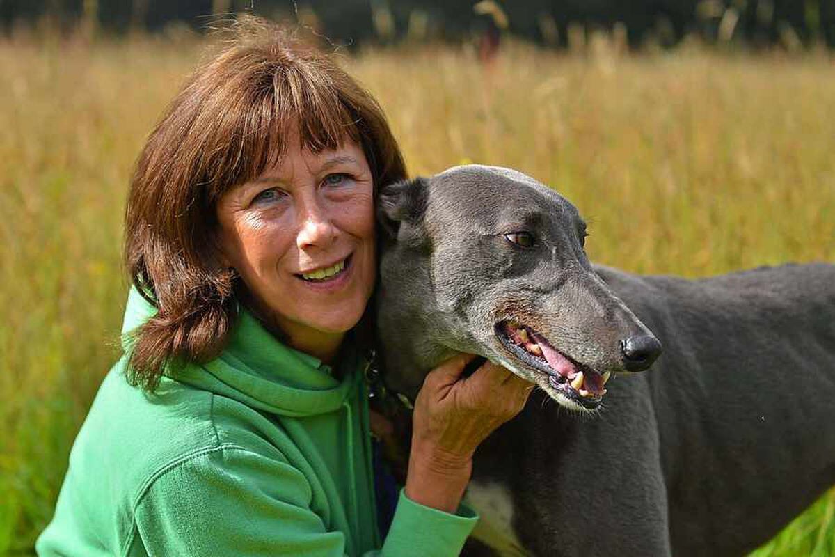 Coventry best sale greyhound trust