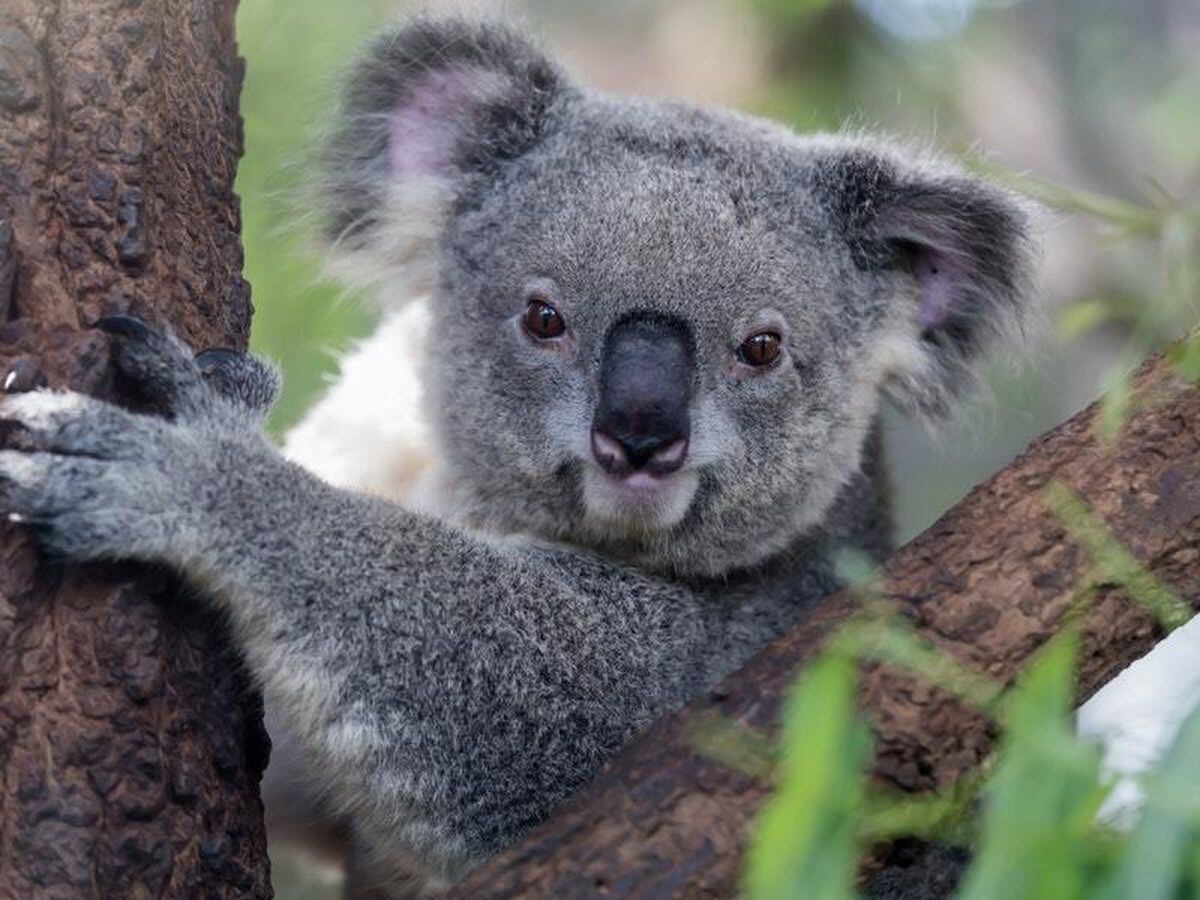 Watch two koalas show some UFC-appropriate fighting skills in the ...