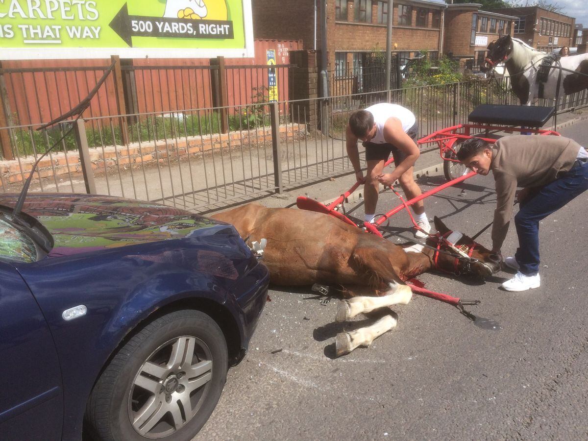 horse-left-for-dead-by-owners-after-being-hit-by-car-express-star