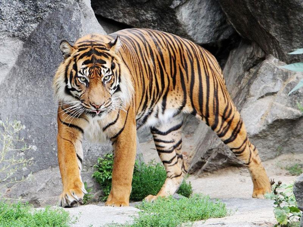 Dudley Zoo-born Sumatran tiger Jambi dies in Edinburgh | Express & Star