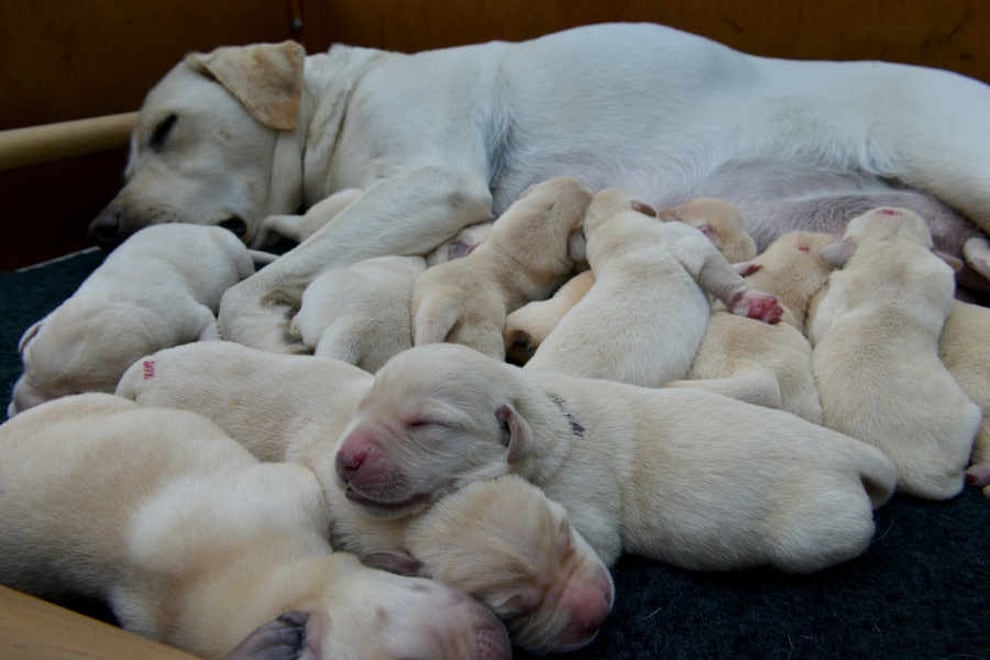 Guide Dog gives birth to litter of 14 | Express & Star