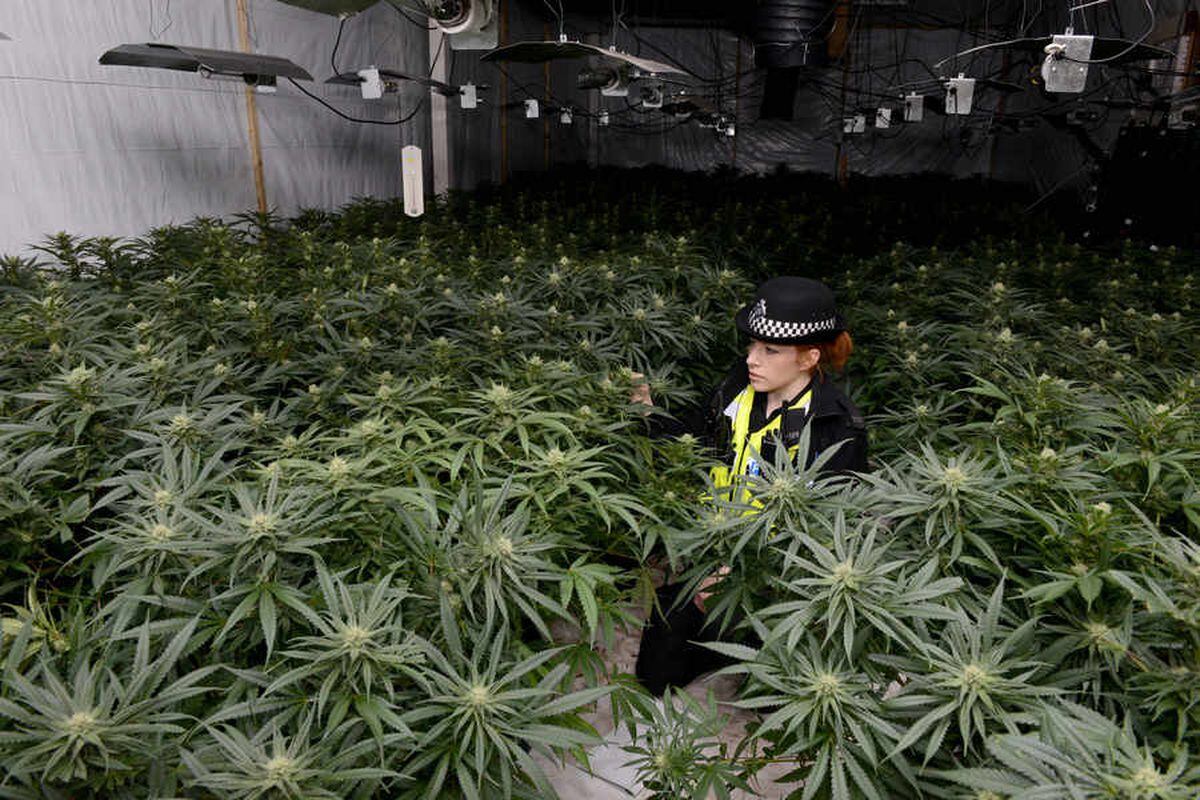 vietnamese-gardener-caught-fleeing-500k-cannabis-farm-starts-jail